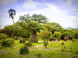 Gorilla Trekking The Magical Extravaganza To Explore In Uganda