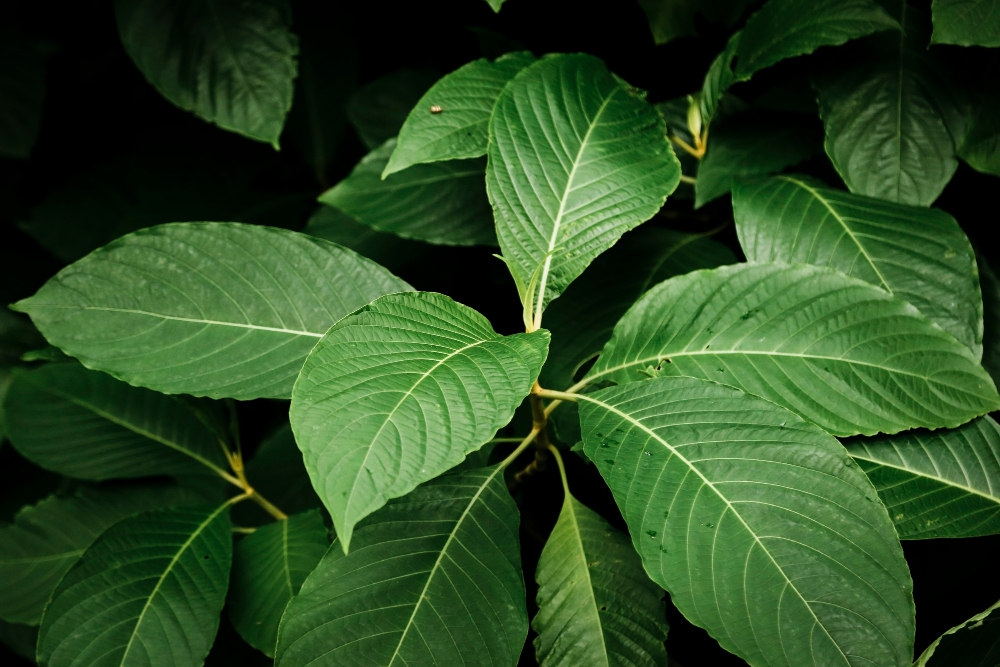 Did You Know Maeng Da Kratom Benefits