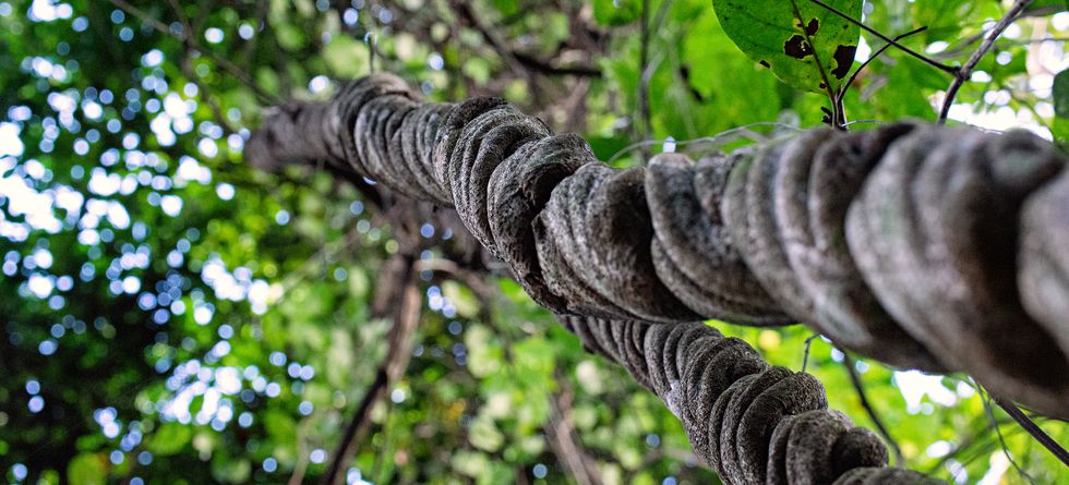 Why doing ayahuasca in peru 