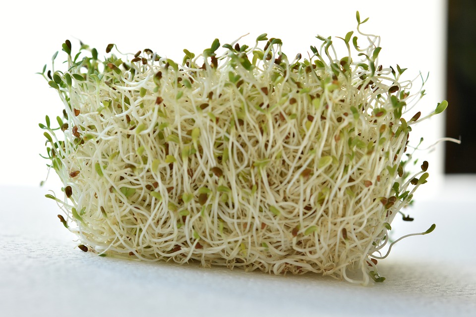 Alfalfa Market Analysis Report and Forecast till 2025
