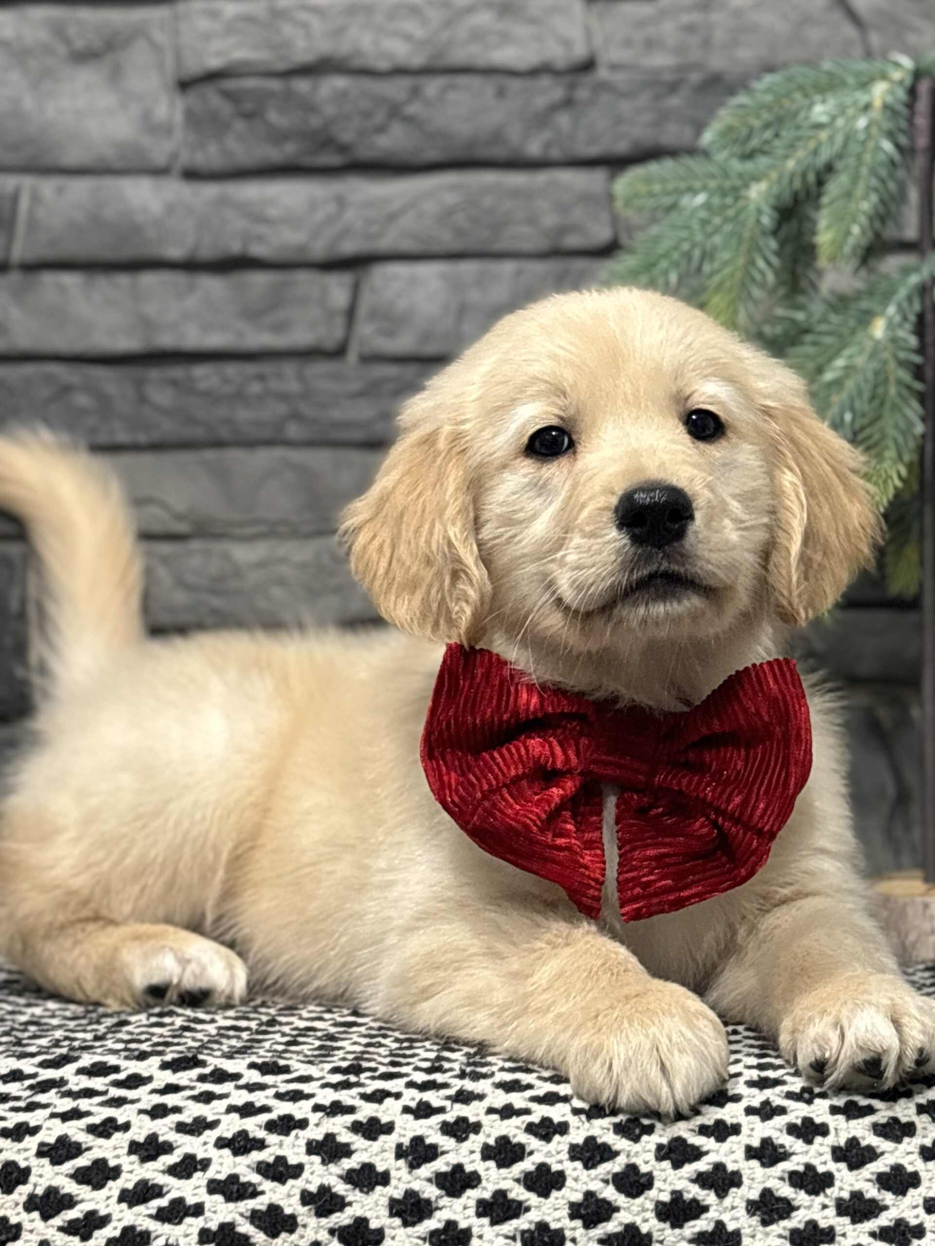 Unveiling the Joy of Owning a Golden Retriever Puppy: Finding Your Perfect Companion