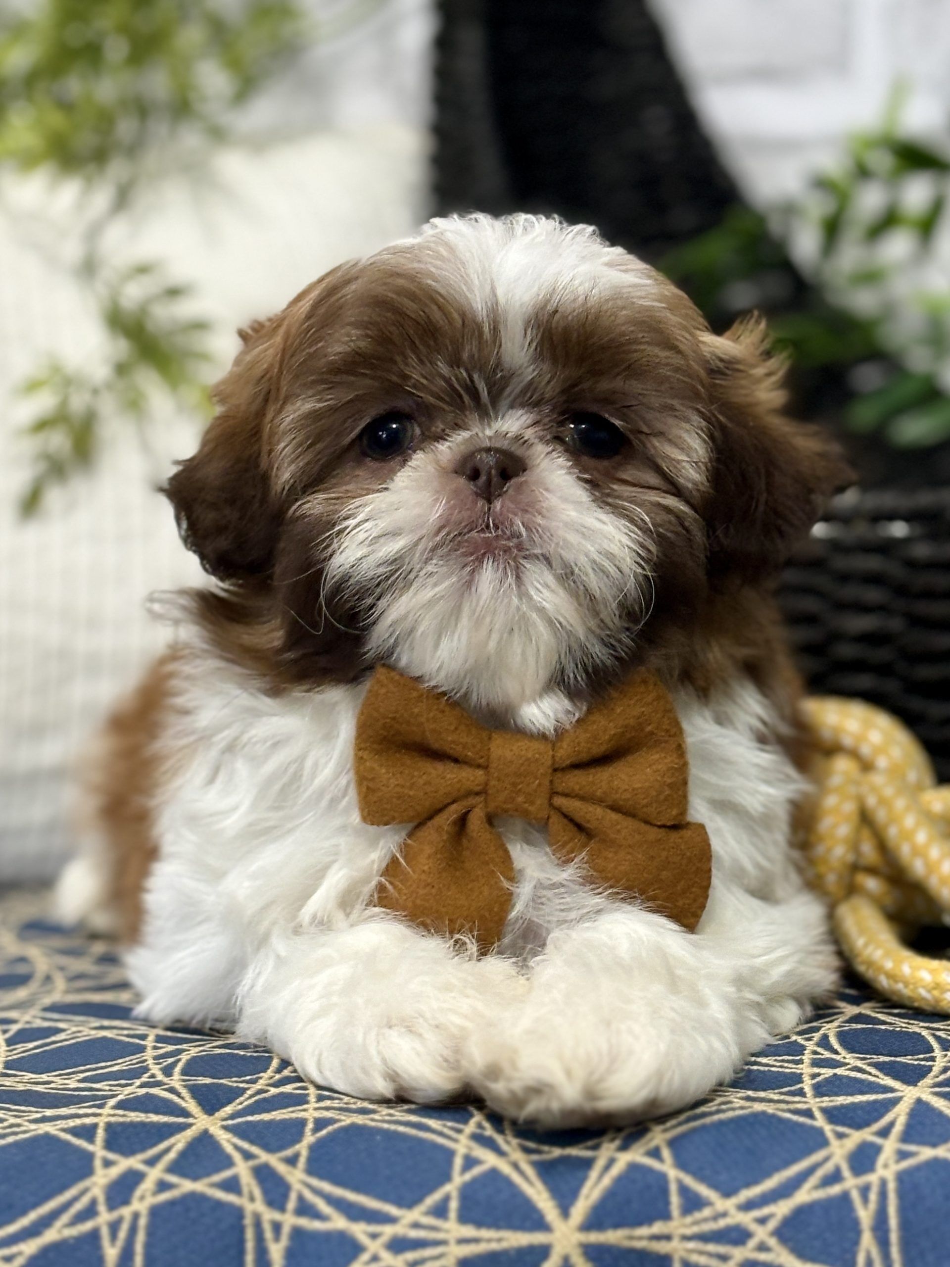 Finding Your Perfect Companion: Exploring Shih Tzu Puppy Sales
