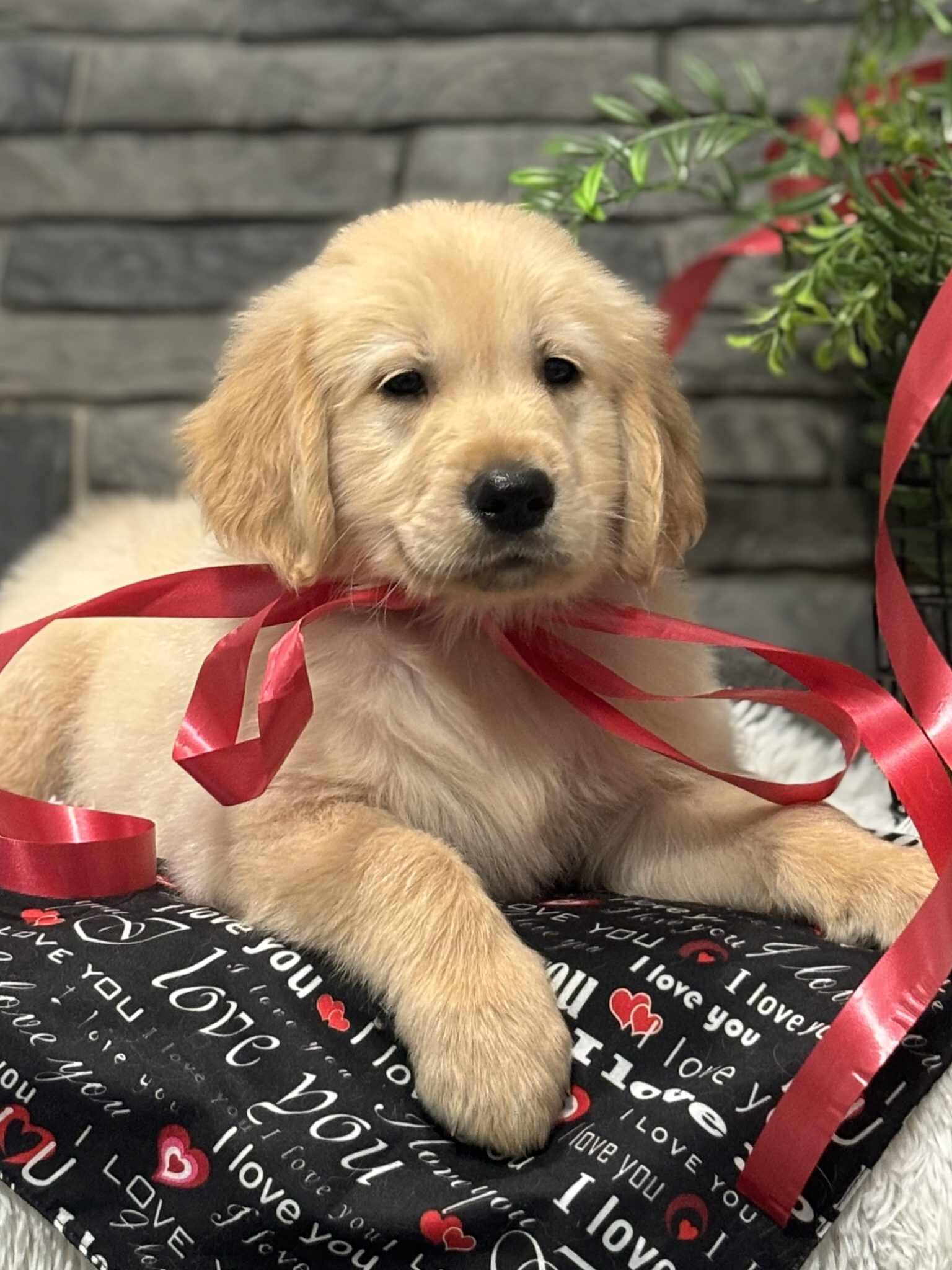 Your Guide To Finding The Perfect Golden Retriever: Puppies For Sale