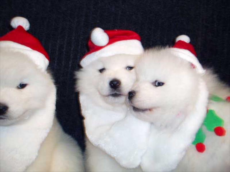 How Do Samoyed Adult Dogs Become a Perfect Match for Your Home?