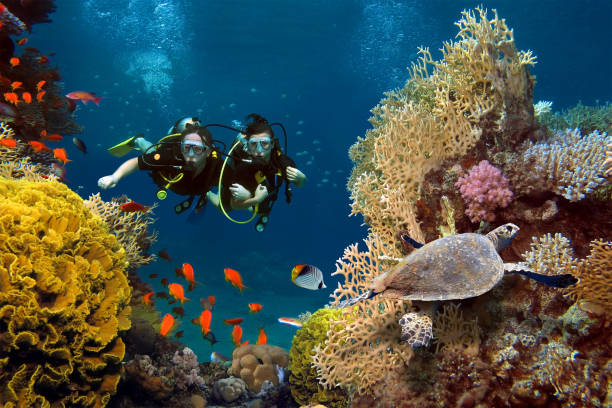 How to Get the Most Out of Your Scuba Diving Experience in Spain