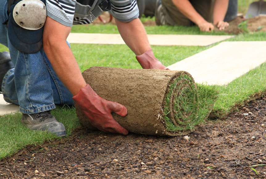 Step onto Perfection: Exploring Turf Supplies for Your Garden