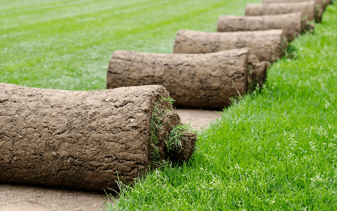 Best Turf Varieties for Sydney’s Coastal Areas