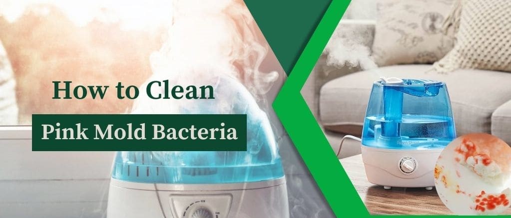 Pink Mold In Humidifier, Is It Dangerous?