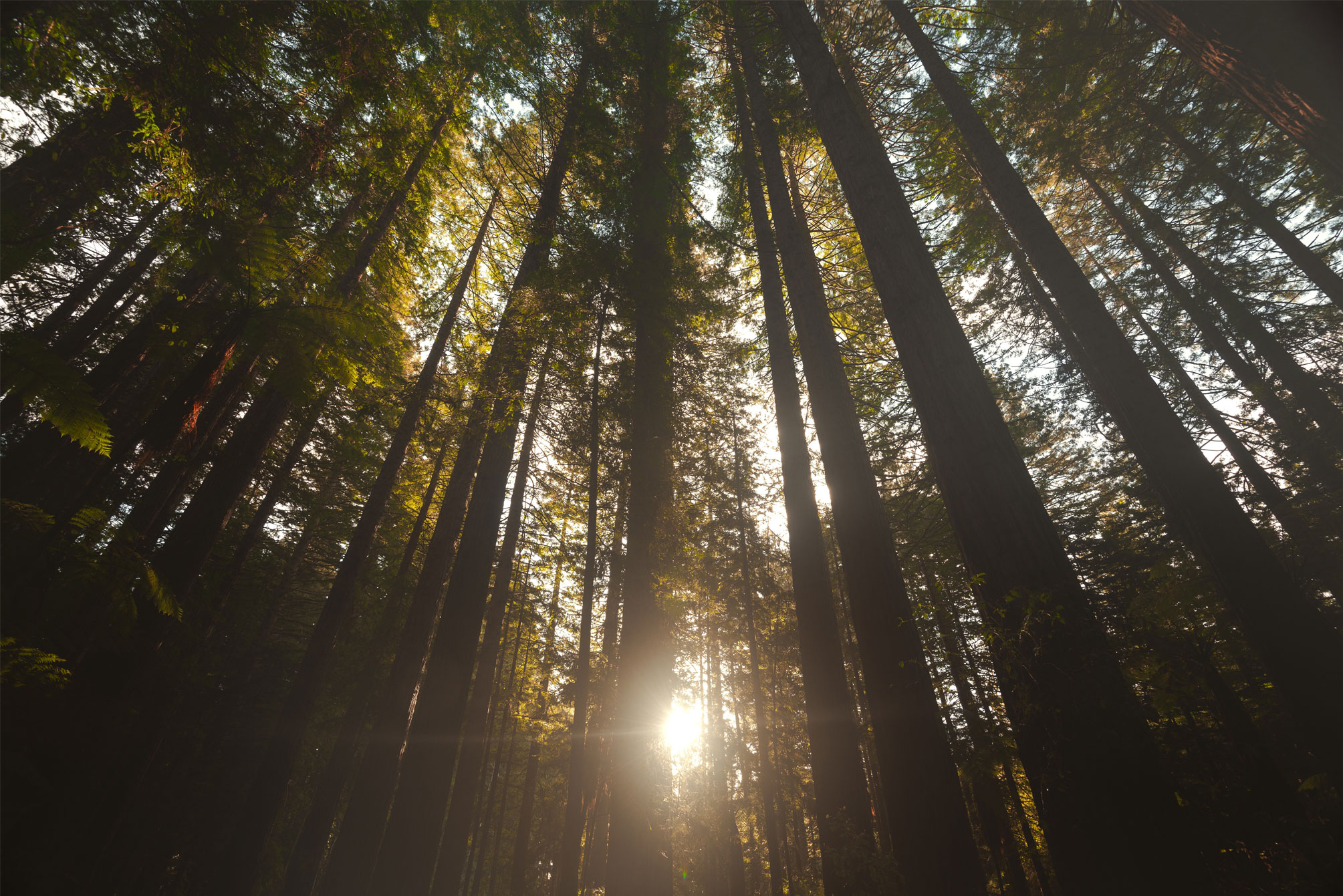  Sustainable Forestry Practices: Balancing Economic Returns and Environmental Responsibility in NZ