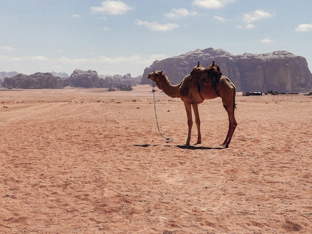 Day 3 of exploring in Wadi Rum