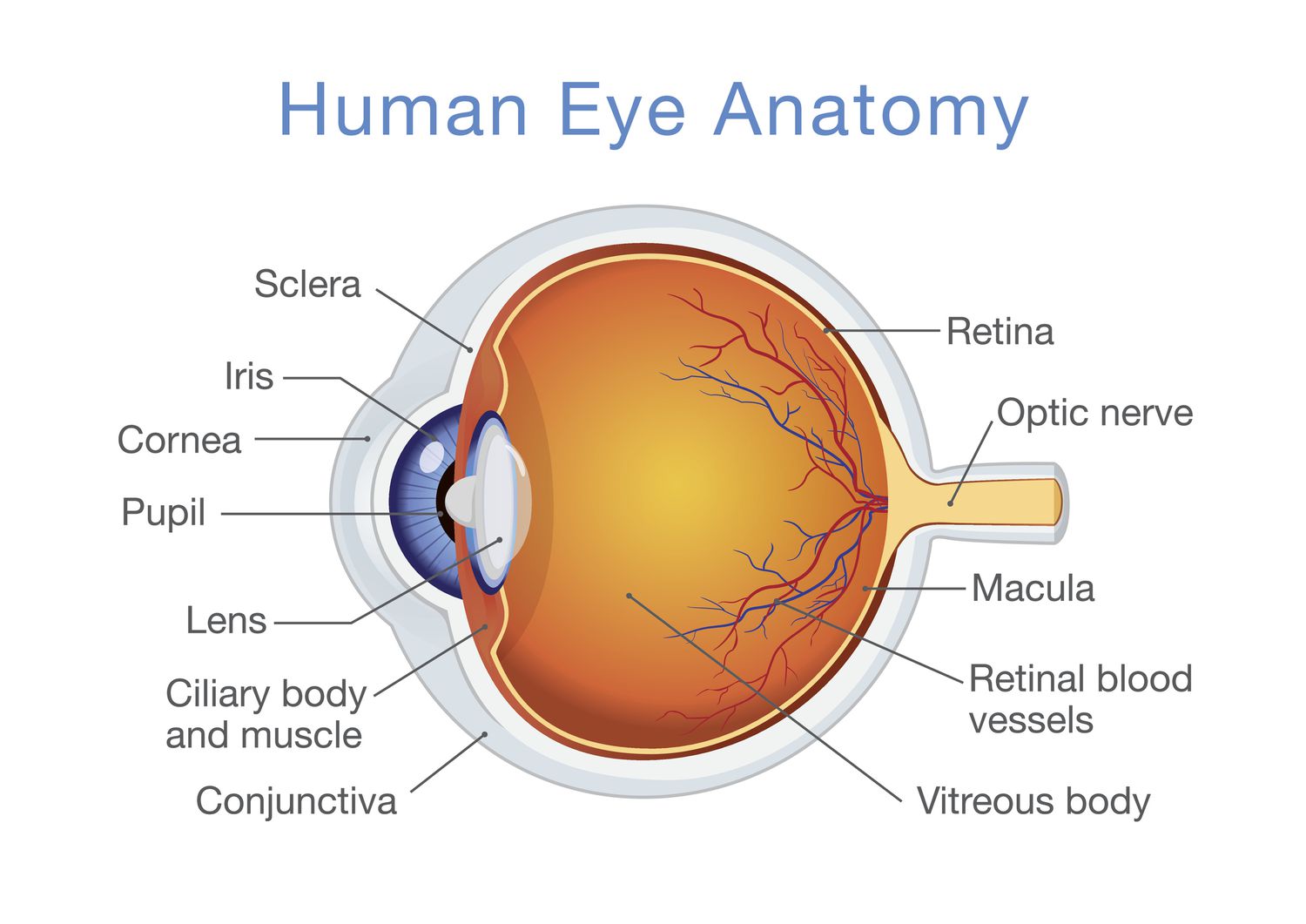 Essential Tips for Optimal Eye Care | D.K. Eyecare Hospital