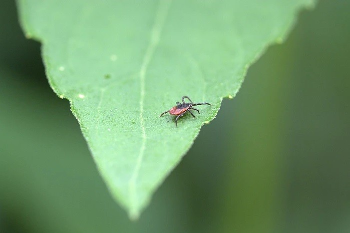 Ants Beware Reliable Ants Exterminator Services in Greenwich