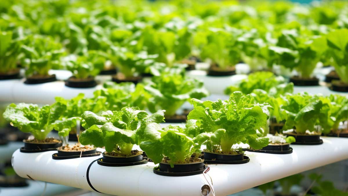 Hydroponic Vegetables Market Size, Share, Growth, Opportunities and Global Forecast to 2032
