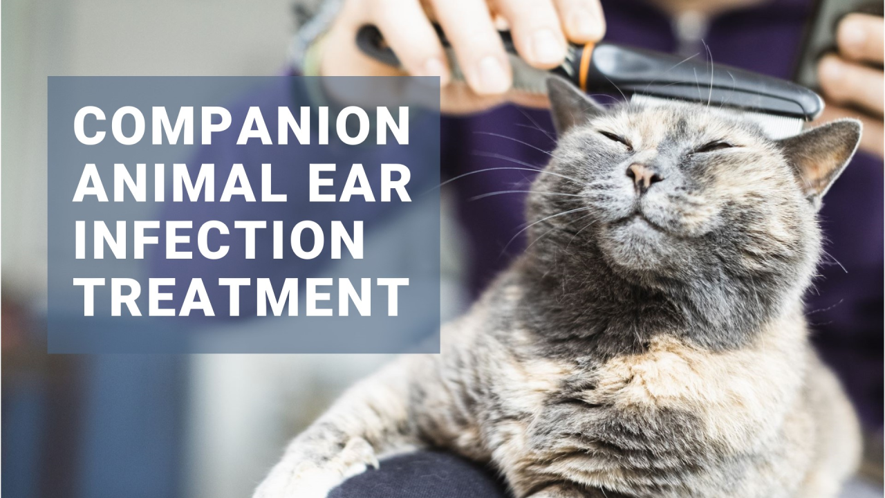Companion Animal Ear Infection Treatment Market Size, Share, Regional Overview and Global Forecast to 2032