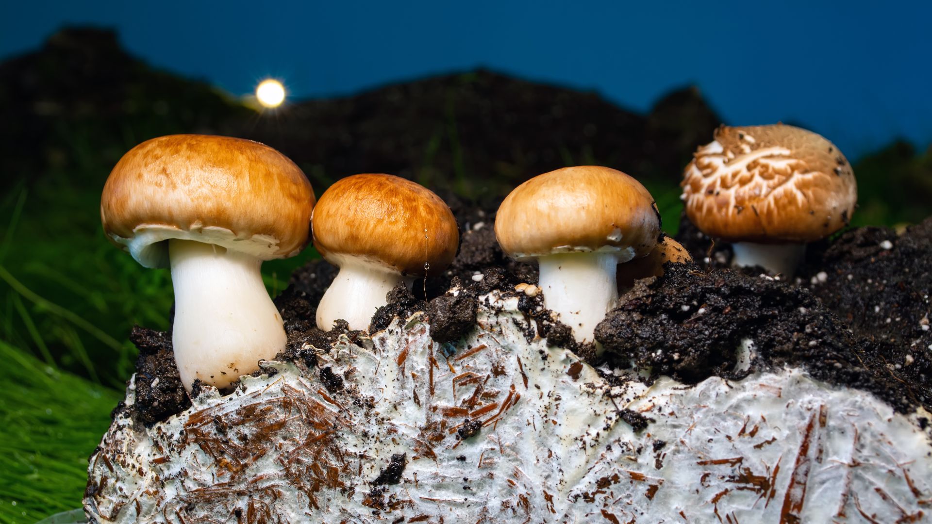 How to Safely Buy Mushroom Spores Online: A Comprehensive Guide
