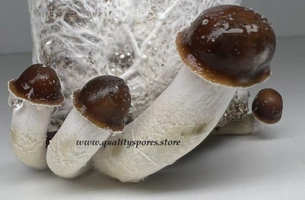 Cultivating Albino Penis Envy Mushroom Spores: Tips for Experienced Cultivators