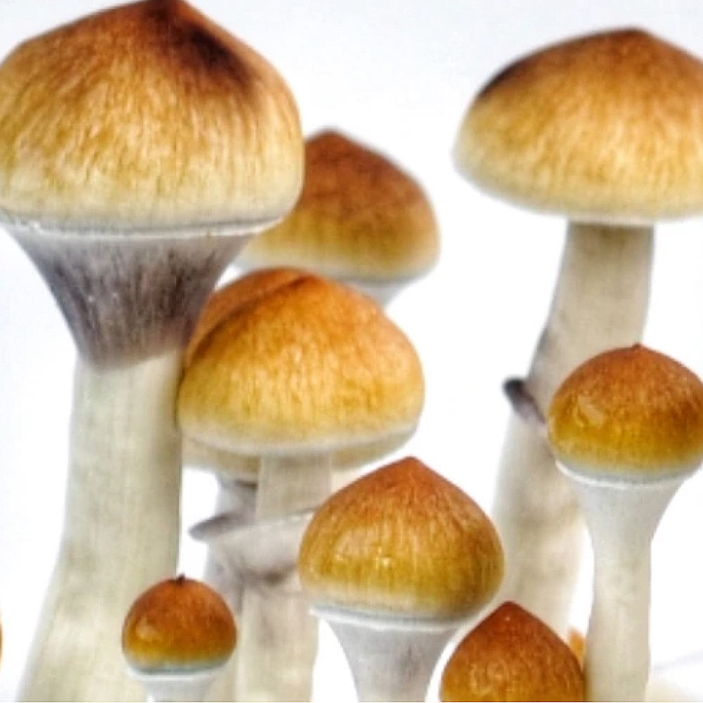 The Benefits of Shopping at a Dedicated Mushroom Spore Store