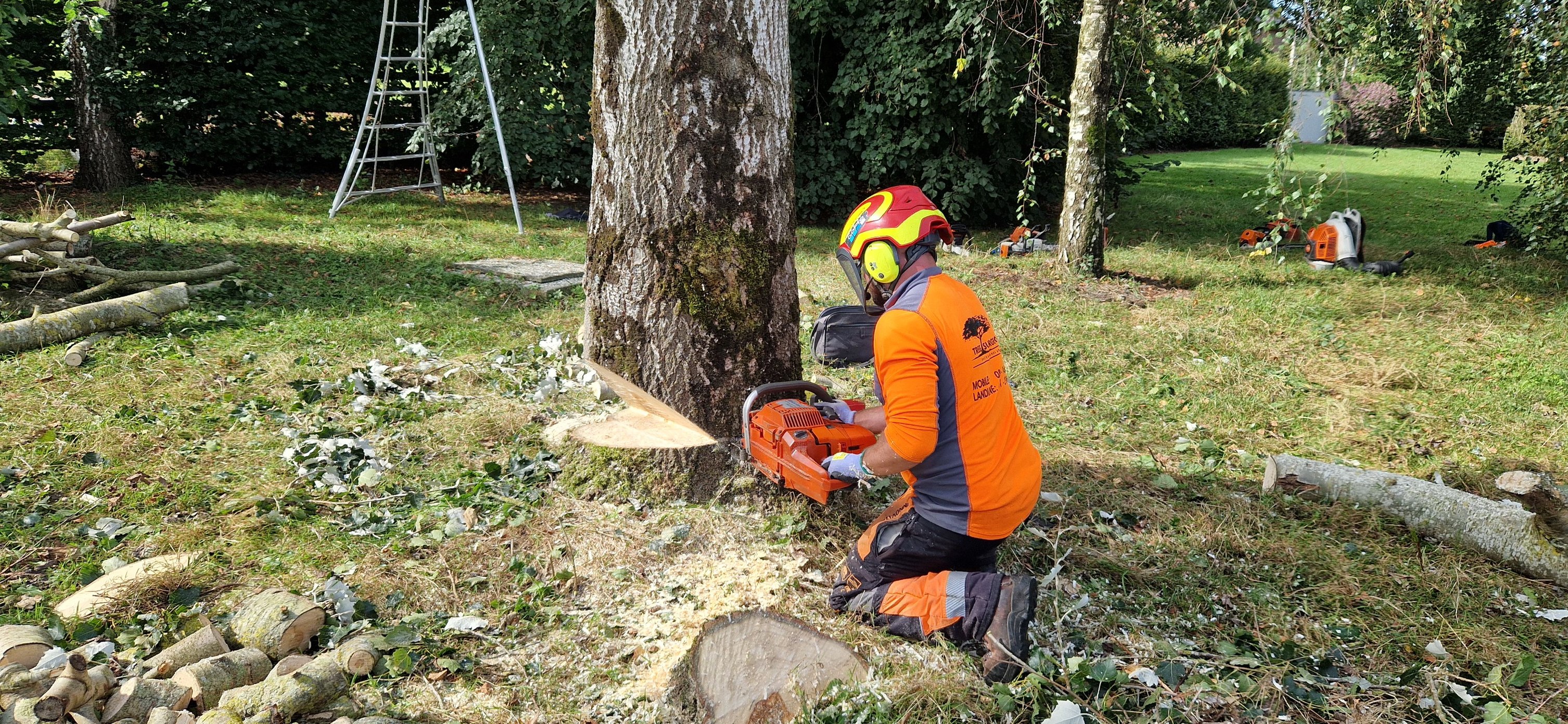Tree Felling: Safe and Efficient Ways to Cut Trees