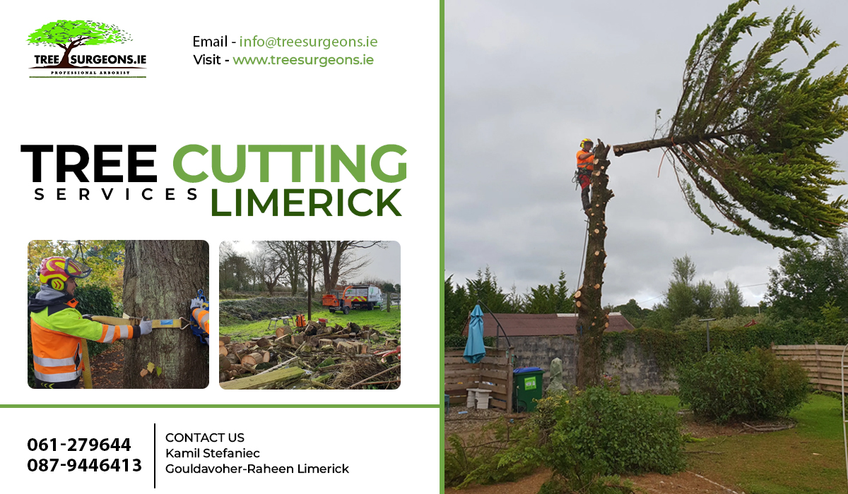 Professional Tree Cutting Services: Best Thing to Hire for a Healthy Yard