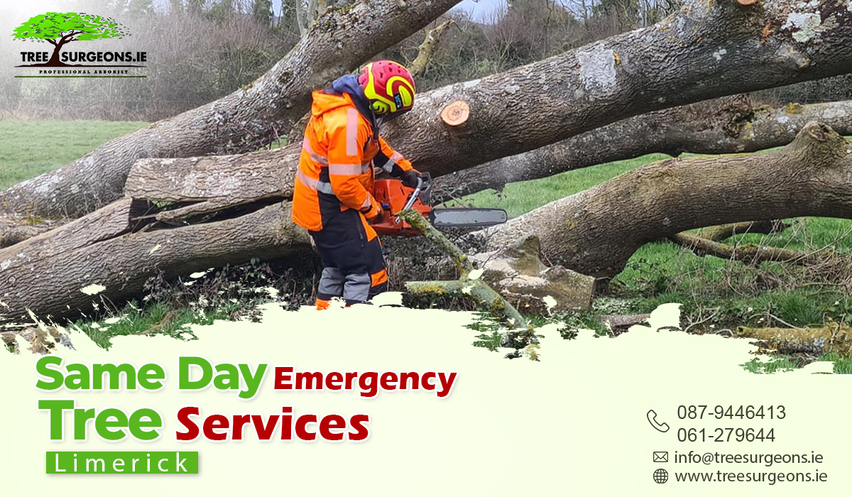 Choose Same Day Emergency Tree Services for awesome benefits