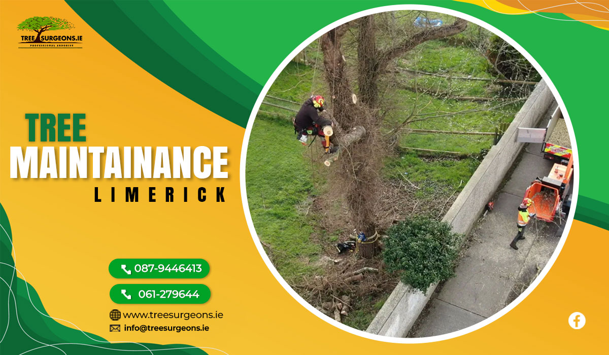Why Homeowners Should Consider Investing in Tree Maintenance Services