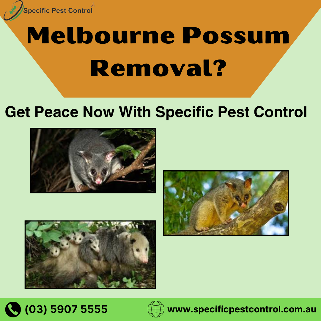 Melbourne Possum Removal? Get Peace Now With Specific Pest Control