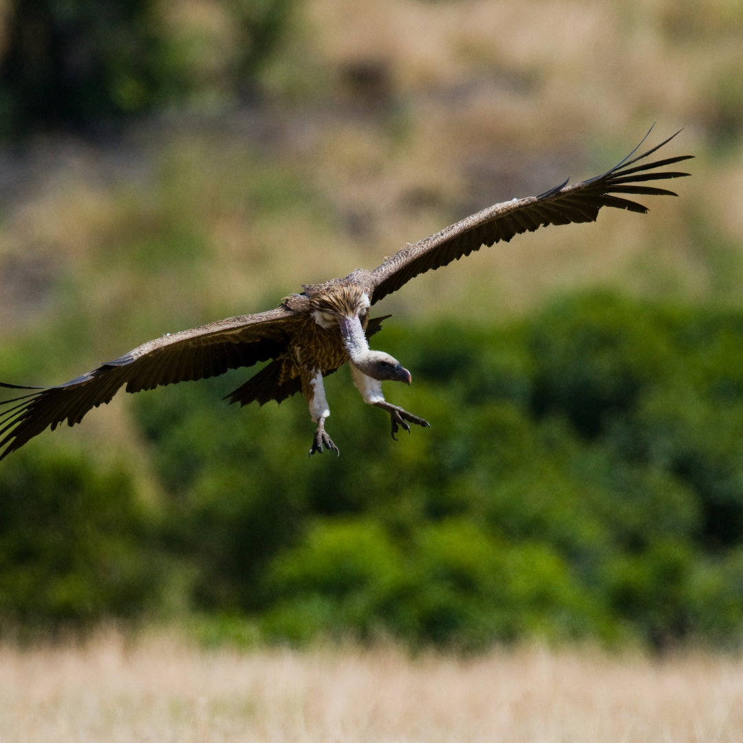 Kenya Birding Safaris