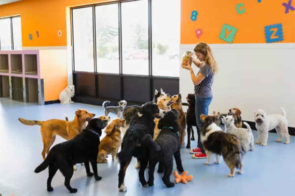Benefits of Doggy Daycare: Keeping Your Pup Happy and Healthy