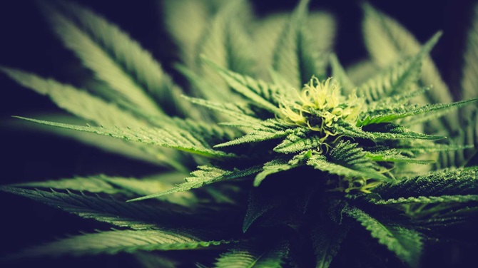 Top Reasons to Choose an Online Cannabis Dispensary in Roseneath