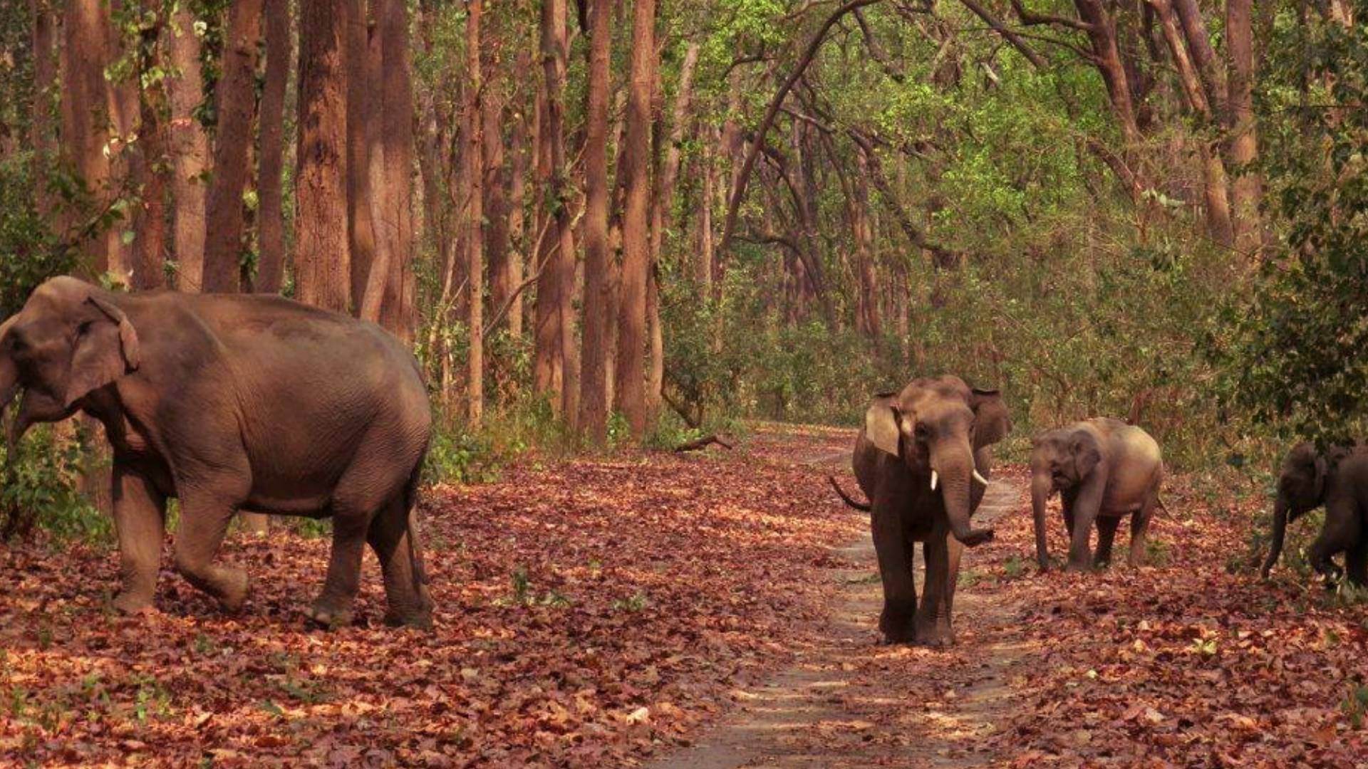 Luxurious accommodations in Jim Corbett for an unforgettable stay