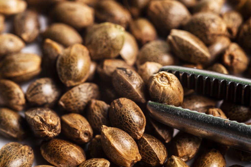 How to Grow Autoflowering Seeds 