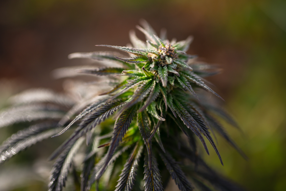 Feminized Vs Regular Seeds – What Are The Differences? 