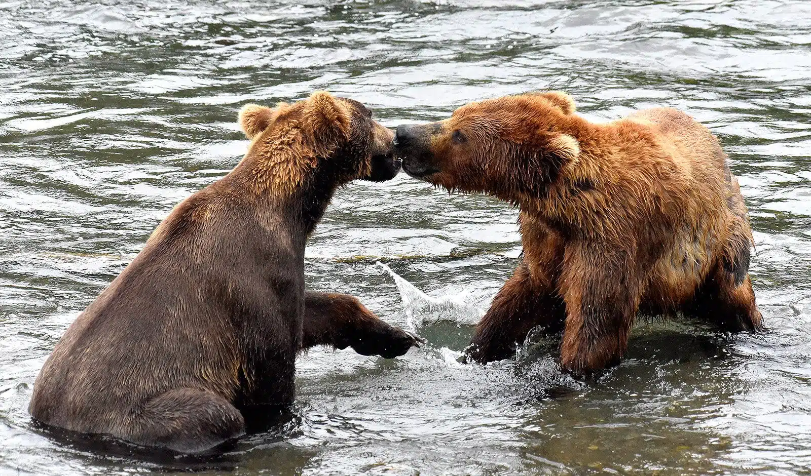 Alaska Brown Bear Tours: A Transformative Journey into the Wild