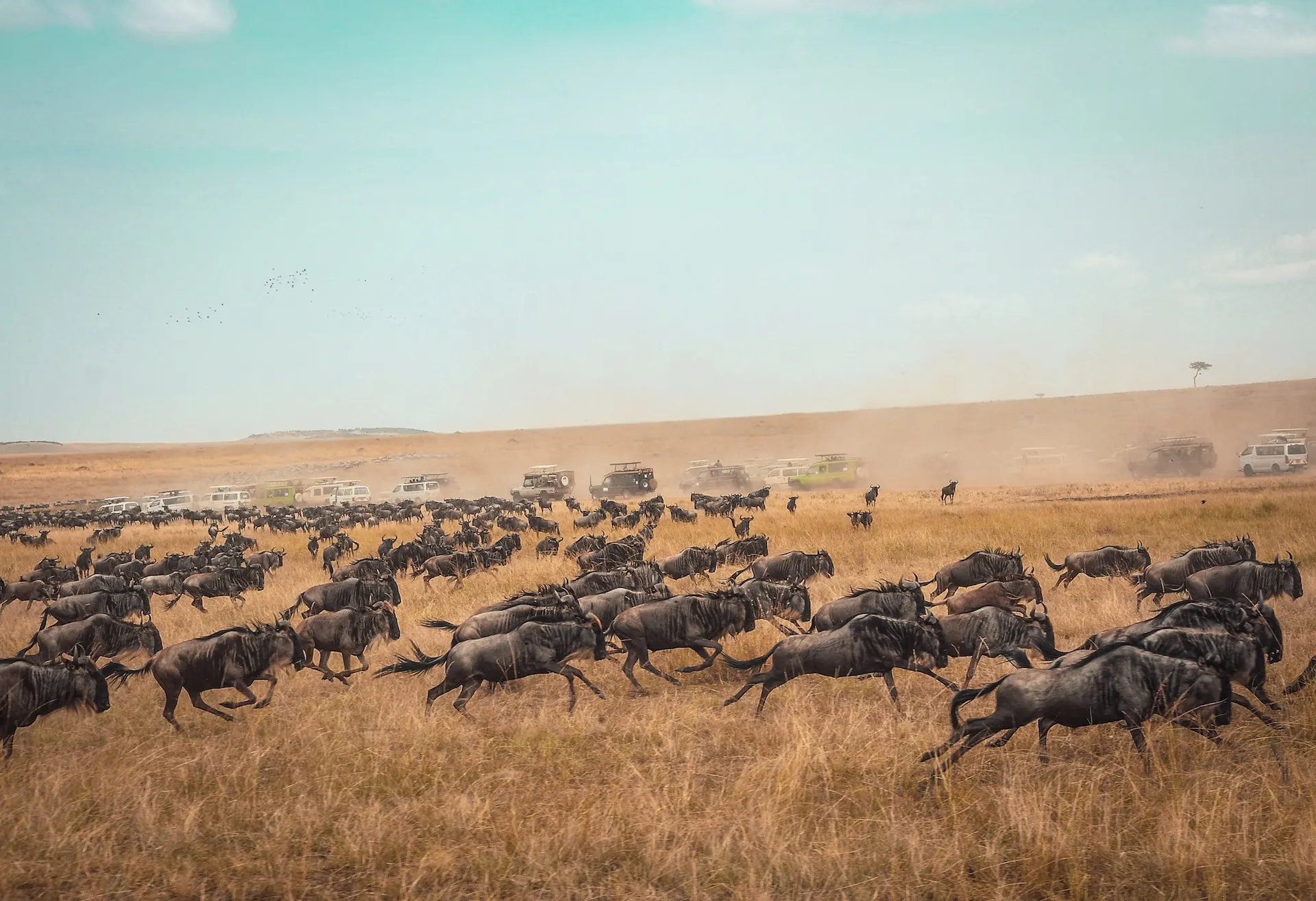 Best Safari Parks in Kenya: A Wildlife Lover's Paradise