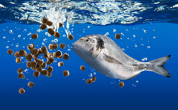India Aquafeed Market Size, Share, Growth and Forecast 2031