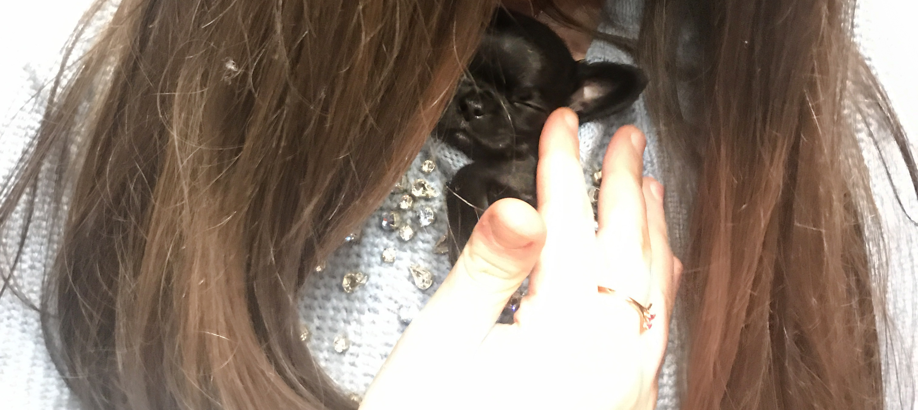 Beverly Hills Chihuahua