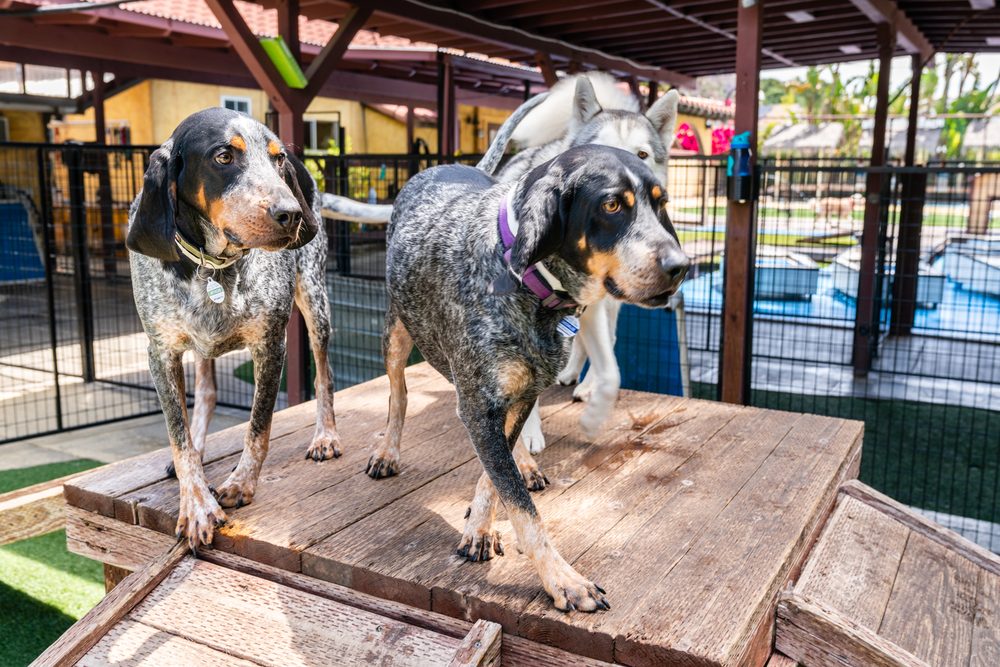 Peace of Mind When You're Away: Long-Term Dog Boarding at Puparazzi Pet Paradise