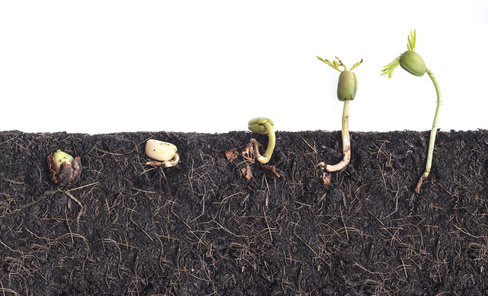 Exploring Industry Trends and Forecasting the Global Cannabis Seeds Market up to 2031
