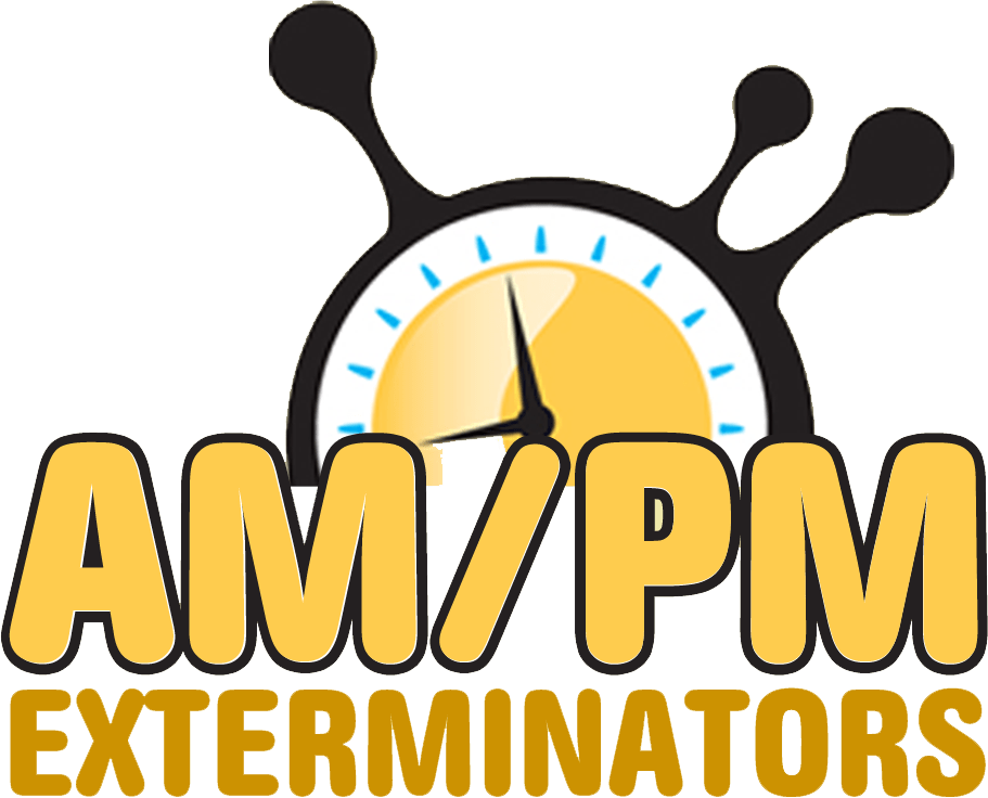The Best Solutions for Ant Extermination: Protecting Your Home and Business
