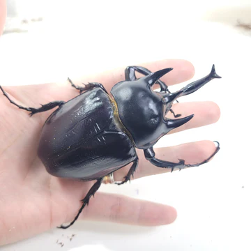 Eastern Rhinoceros Beetle vs. Blue Death-Feigning Beetles: Which Is Better for Your Collection?