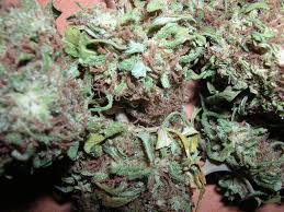 Why Pure Green Express is Canada's Best Online Marijuana Dispensary