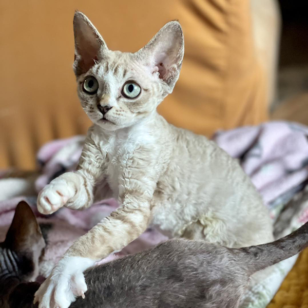 Things You Should Know About Devon Rex Kittens