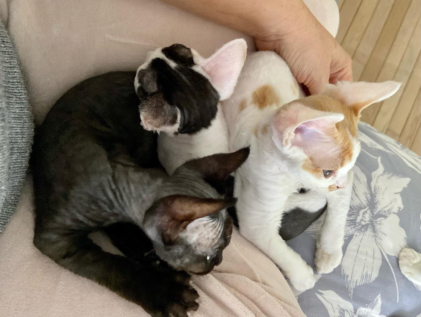It’s the Season of Devon Rex Kittens near me