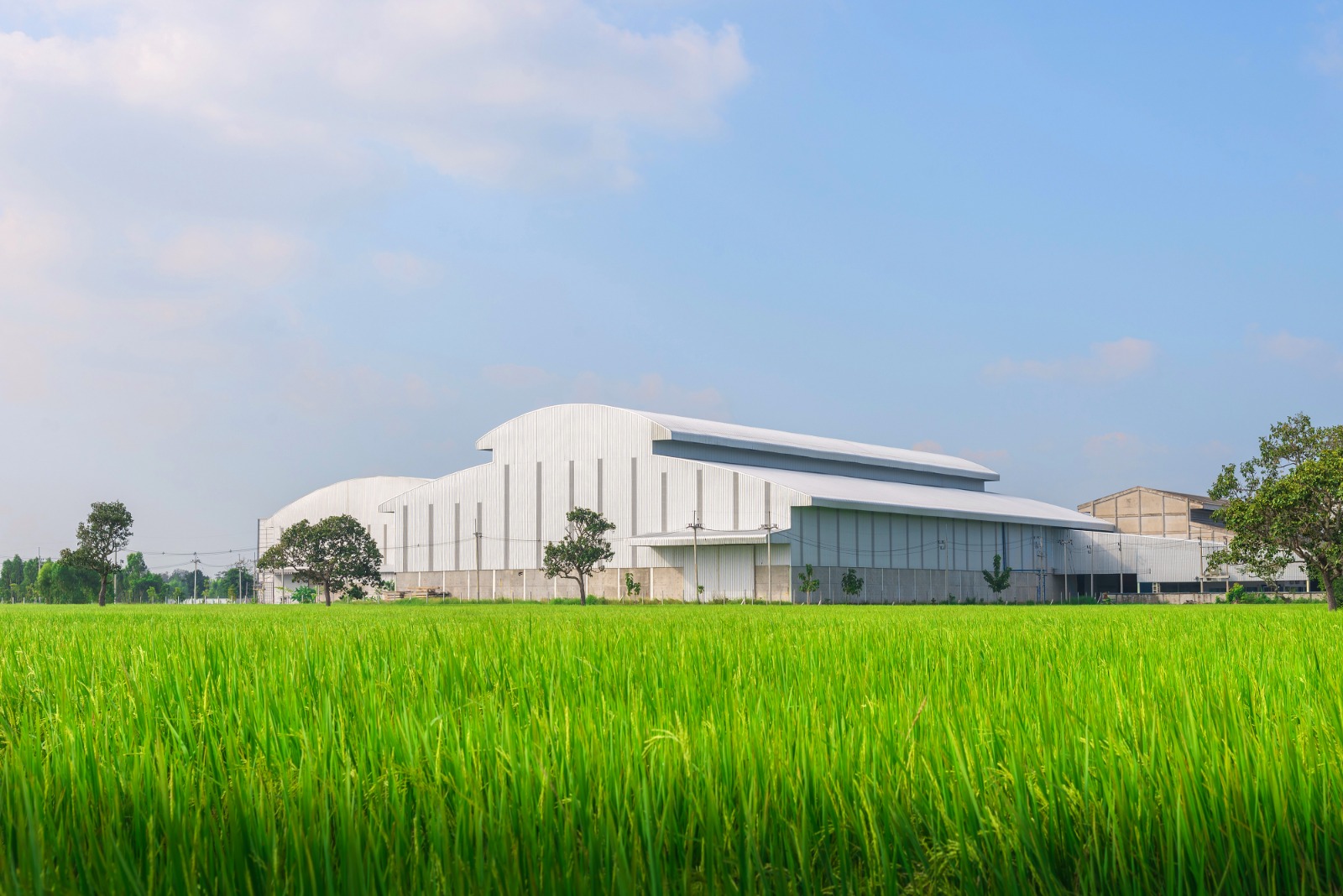 Leading the Way Among Rice Exporting Companies in India