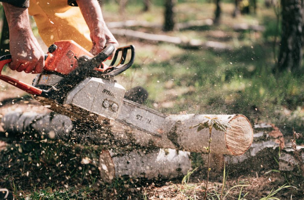 The Ultimate Guide to Tree Removal Fort Worth: Tips and Best Practices