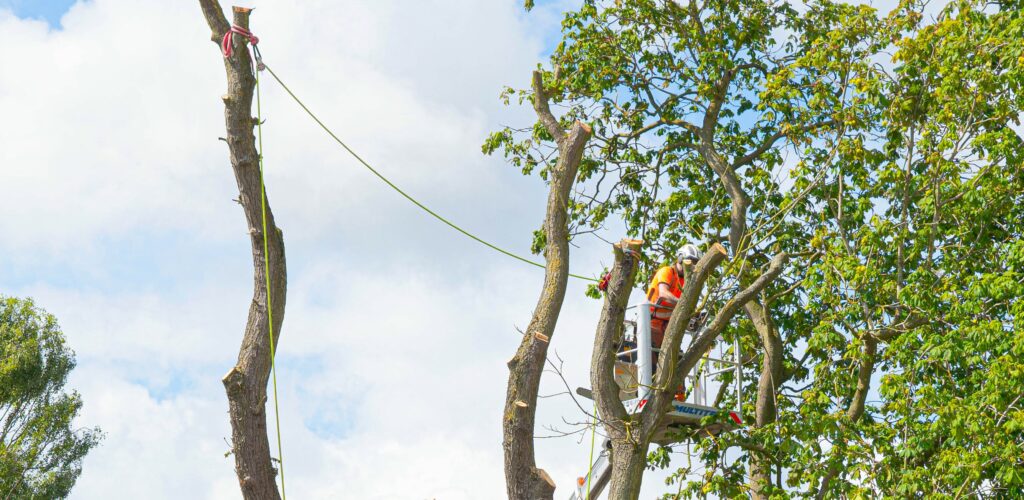Top Reasons for Tree Removal in Fort Worth: When and Why to Consider It