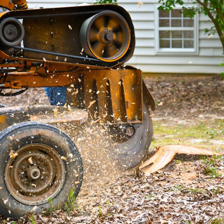 Tree Removal Fort Worth: Key Benefits of Stump Removal for Homeowners