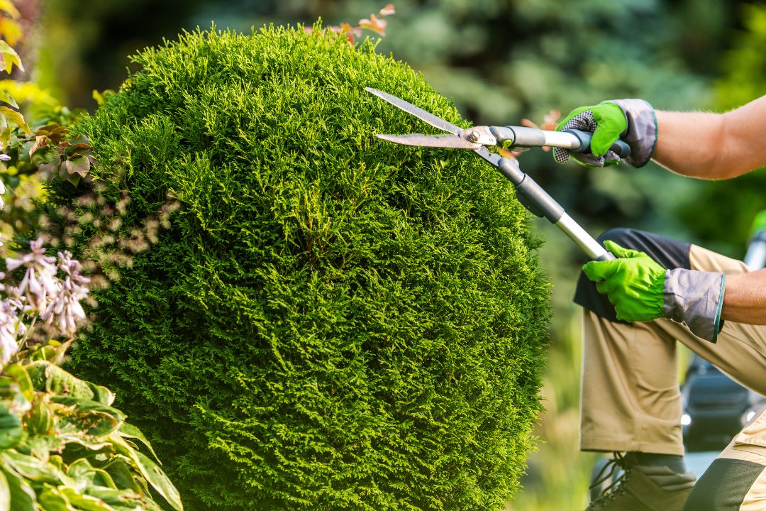 Tree Trimming Vs. Pruning: Understanding the Difference and Benefits