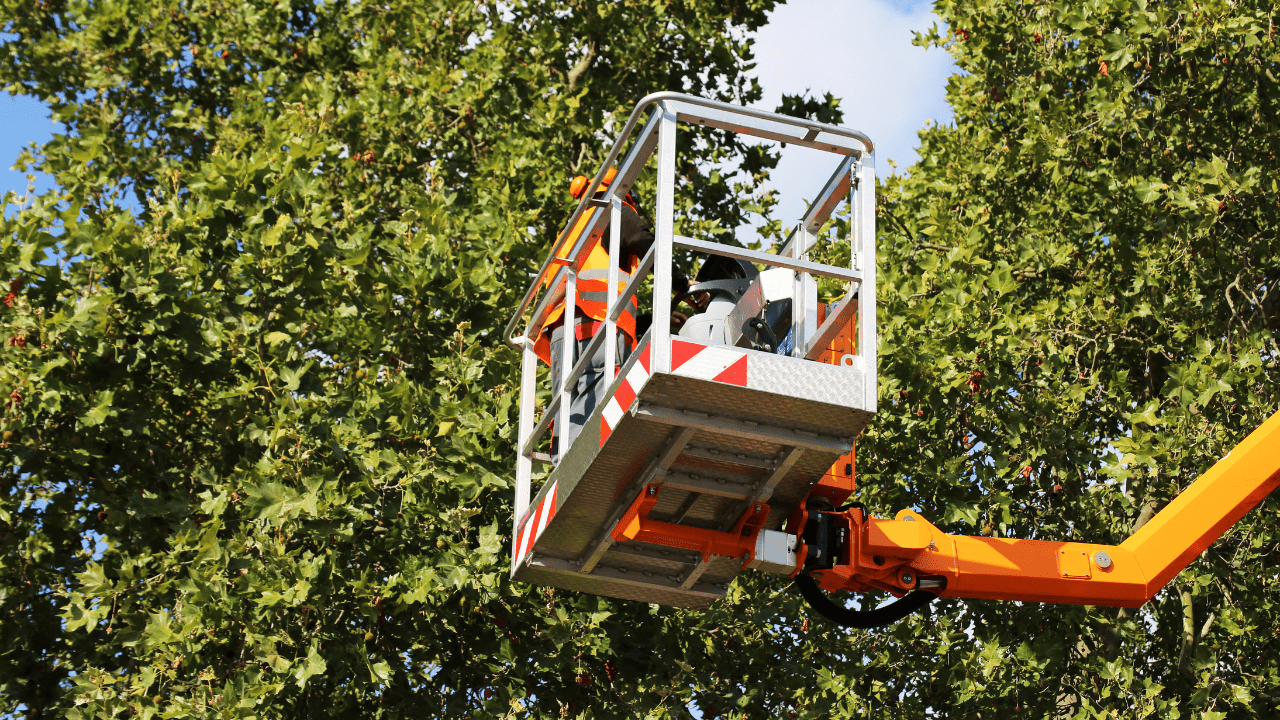 Top Benefits of Professional Tree Trimming and Pruning Services