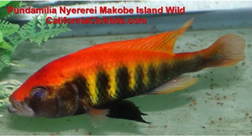 Know About Lake Victoria Cichlids For Sale